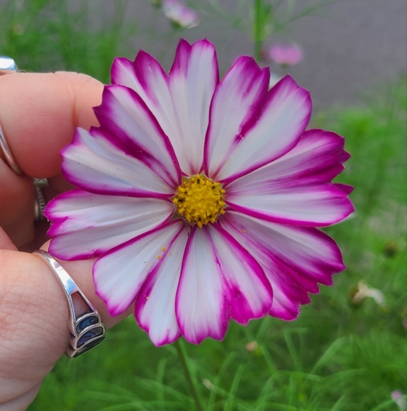 Like this post to be notified when I go live! - Picture 11 of 17